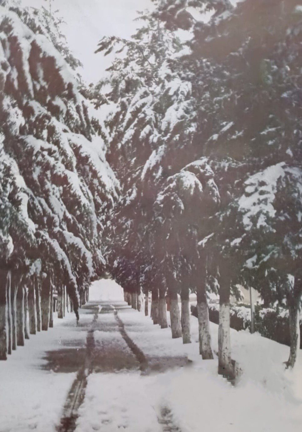 Snow at the University of Jordan 1992